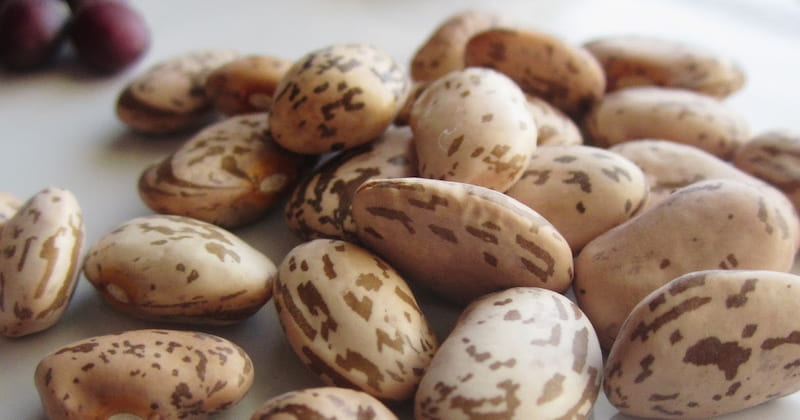 قیمت خرید لوبیا چیتی استندآپ 900 گرمی گلستان + فروش ویژه